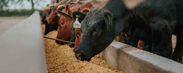 compléments alimentaires