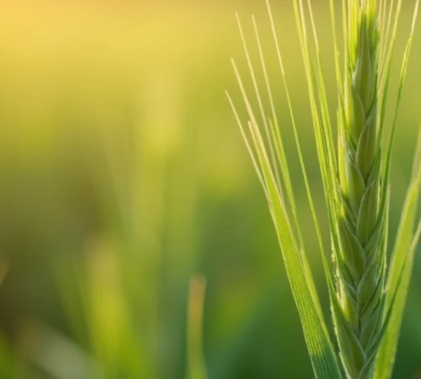 l-importance-des-semences-de-bonne-qualite-pour-un-rendement-optimal